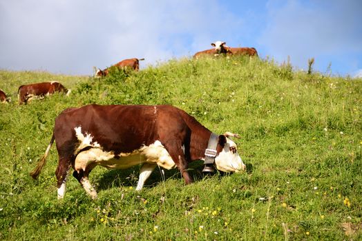 group of cows in the middle of the alpine mountains in summer