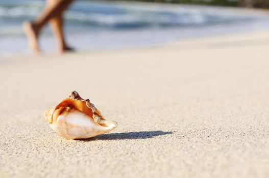 sea shells with sand as background