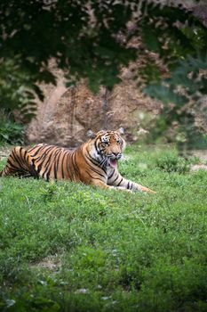 Beautiful big tiger lying on grass under leaves