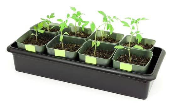 Seedlings of tomatoes on a white background