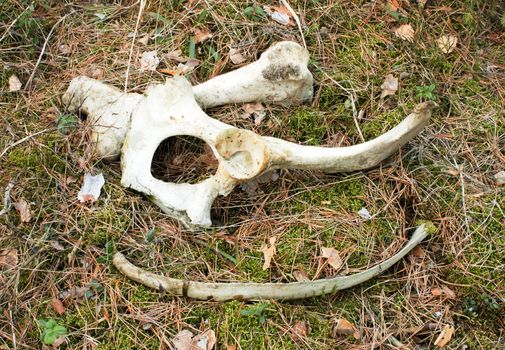 Large bones of  elk which has been eaten by wolves
