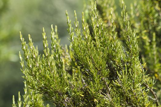Rosemary ( Rosmarinus Officinalis) 