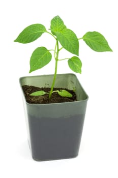 Seedlings of pepper on a white background