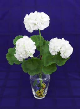Pelargonium branch with three flowers in a vase