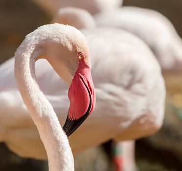 Portrait of very nice great flamingo with shallow focus