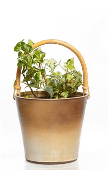 houseplants in flower pot Isolated on White Background 