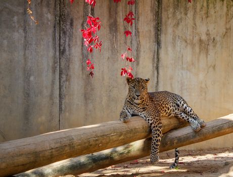 Leopard (Panthera pardus) lying on the tree shoot in autumn