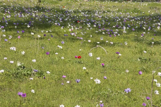 Blooming in the wild nature flowers Crown Anemones ( Anemone Coronaria, Calanit)