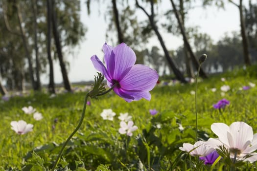 Blooming in the wild nature flowers Crown Anemones ( Anemone Coronaria, Calanit)