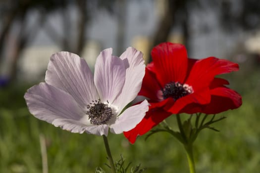 Blooming in the wild nature flowers Crown Anemones ( Anemone Coronaria, Calanit)