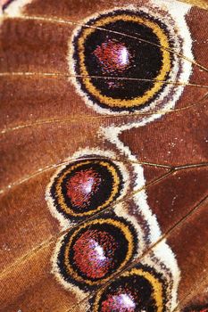 Morpho peleides - Blue Morpho Butterfly - Detail of butterfly wings