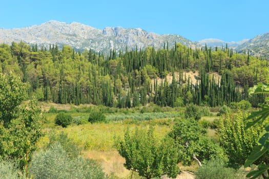 Cypress pines leading to mountains in south croatia