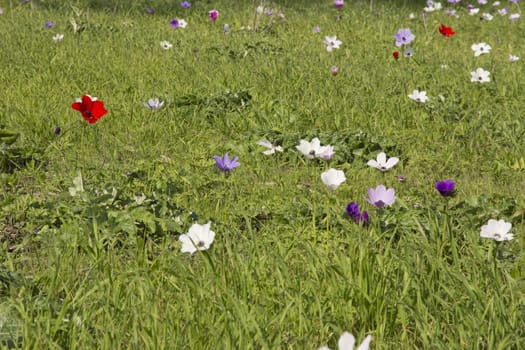 Blooming in the wild nature flowers Crown Anemones ( Anemone Coronaria, Calanit)