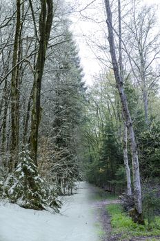 Collage of forest trail photographed in spring and winter. 