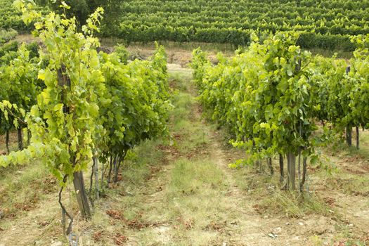 Hill Of Tuscany With Vineyard