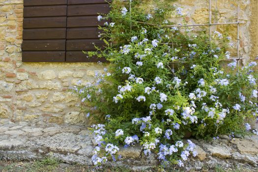 old tuscan wall with window and flowers