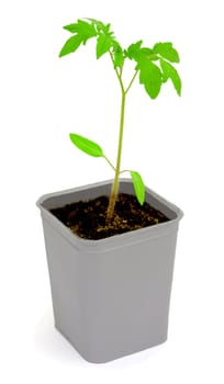 Seedlings of tomatoes on a white background