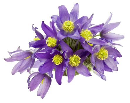 Bouquet from snowdrops isolated on white background
