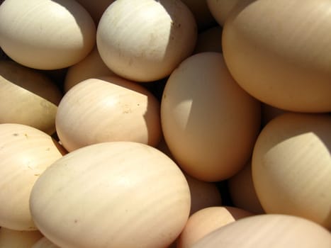 The image of many tasty eggs of the hen