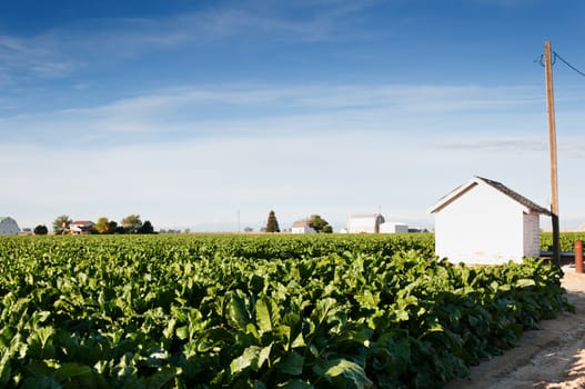 Sugarbeet field in central Colorado, USA with a white pumphouse