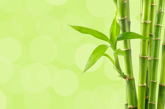 Bamboo background with copy space