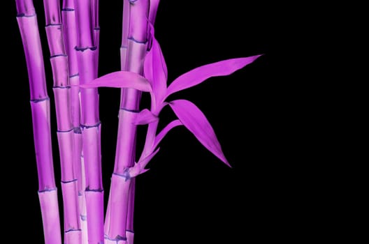 bamboo