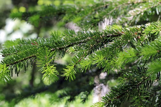 New green pins of the fir branch
