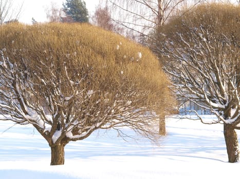 Trees in park at winter, fresh snow cower