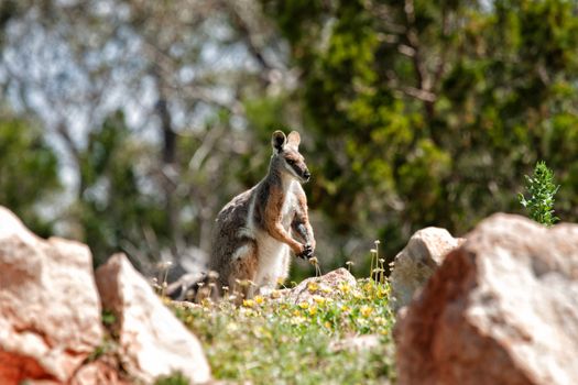 endangered yellow footed rock wallaby in the wild