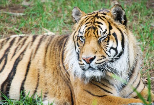 great image of a big male sumatran tiger