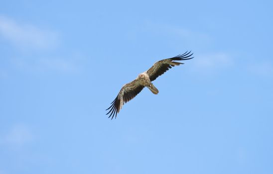 whistling kite bird flying in blue sky
