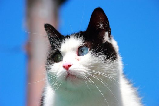 cat with different eyes, black and white