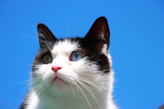 cat with different eyes, black and white