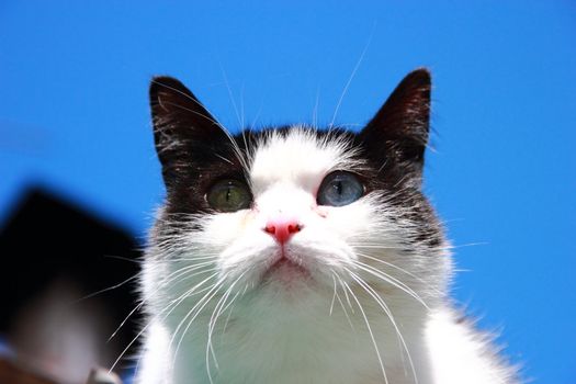 cat with different eyes, black and white