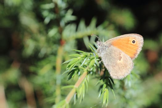 The butterfly on a juniper branch in a summer sunny day on a dim background