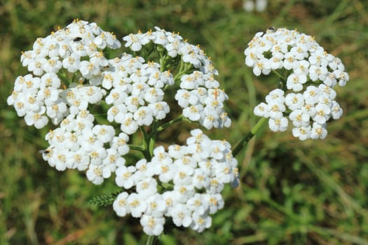 Yarrow during flowering in a summer sunny day