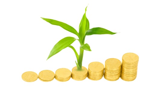 gold coins and plant isolated on white