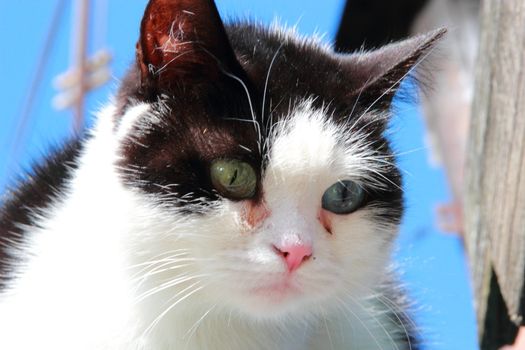 cat with different eyes, black and white