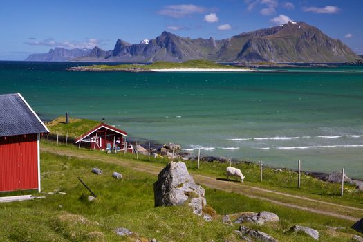 Animal farm with sod roof on Lofoten islands in Norway