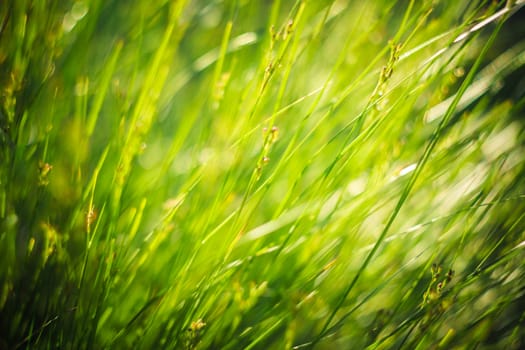 green summer grass in sunlight