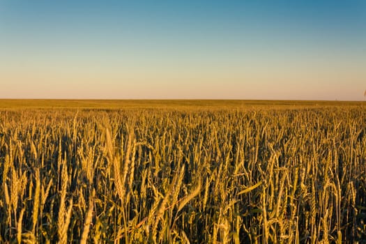 A barley field with shining golden barley ears in summer