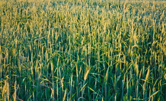 Bright sunset over wheat field