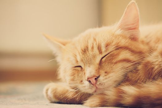 peaceful orange tabby male kitten curled up sleeping