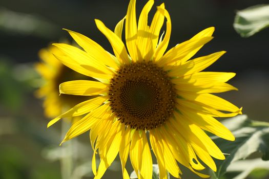 Sunflowers are beautiful when the sun challenge