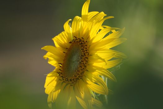 Sunflowers are beautiful when the sun challenge