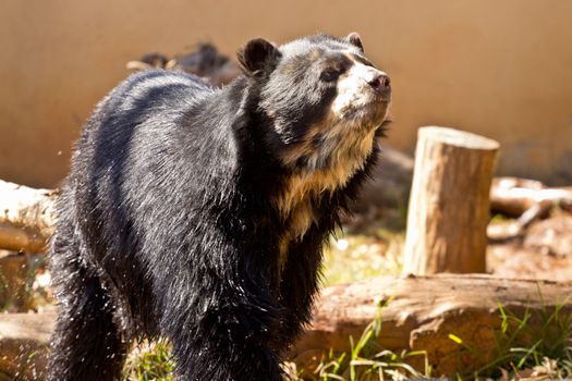 A big black bear strolling in a park in South Africa