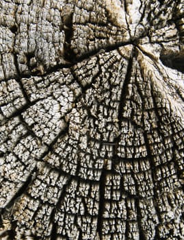 Close up of old cracked wood for background