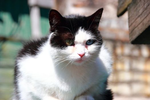 cat with different eyes, black and white