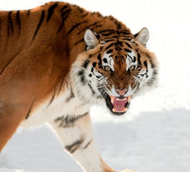 The Siberian tiger (Panthera tigris altaica) close up portrait. Isolated on white