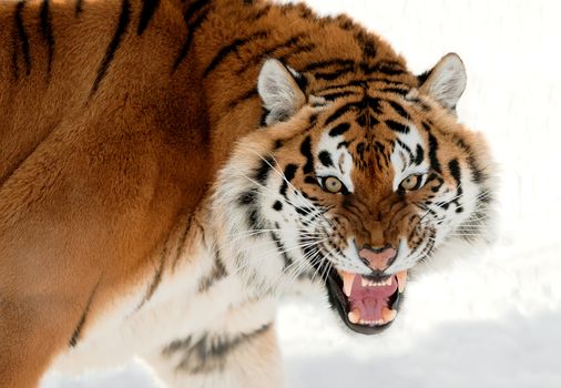 The Siberian tiger (Panthera tigris altaica) close up portrait. Isolated on white